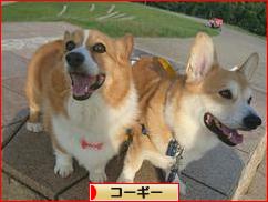 にほんブログ村 犬ブログ コーギーへ