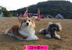 にほんブログ村 犬ブログ コーギーへ