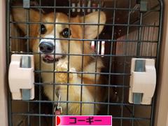 にほんブログ村 犬ブログ コーギーへ