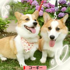にほんブログ村 犬ブログ コーギーへ