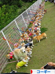 にほんブログ村 犬ブログ コーギーへ