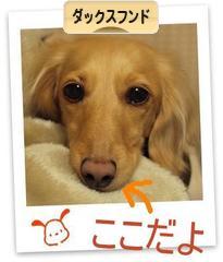 にほんブログ村 犬ブログ ダックスフンドへ