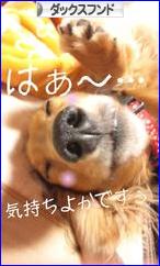 にほんブログ村 犬ブログ ダックスフンドへ