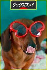 にほんブログ村 犬ブログ ダックスフンドへ