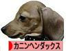 にほんブログ村 犬ブログ カニンヘンダックスフンドへ