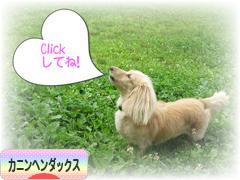 にほんブログ村 犬ブログ カニンヘンダックスフンドへ