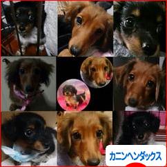 にほんブログ村 犬ブログ カニンヘンダックスフンドへ