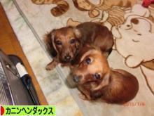 にほんブログ村 犬ブログ カニンヘンダックスフンドへ