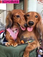 にほんブログ村 犬ブログ カニンヘンダックスフンドへ