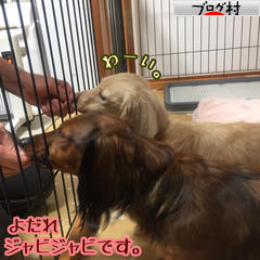 にほんブログ村 犬ブログ カニンヘンダックスフンドへ