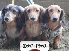 にほんブログ村 犬ブログ ロングヘアードダックスフンドへ