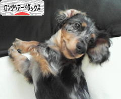 にほんブログ村 犬ブログ ロングヘアードダックスフンドへ