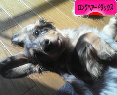 にほんブログ村 犬ブログ ロングヘアードダックスフンドへ
