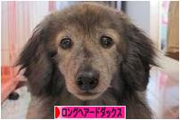にほんブログ村 犬ブログ ロングヘアードダックスフンドへ