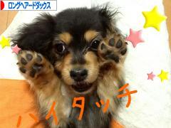 にほんブログ村 犬ブログ ロングヘアードダックスフンドへ