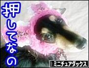 にほんブログ村 犬ブログ ミニチュアダックスフンドへ