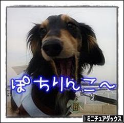 にほんブログ村 犬ブログ ミニチュアダックスフンドへ