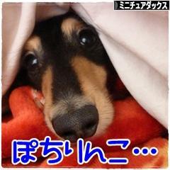 にほんブログ村 犬ブログ ミニチュアダックスフンドへ