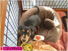 にほんブログ村 犬ブログ ミニチュアダックスフンドへ
