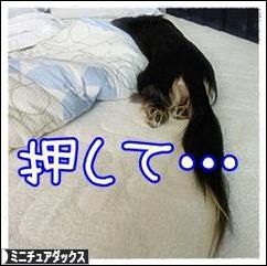 にほんブログ村 犬ブログ ミニチュアダックスフンドへ