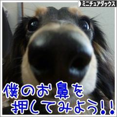 にほんブログ村 犬ブログ ミニチュアダックスフンドへ