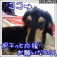 にほんブログ村 犬ブログ ミニチュアダックスフンドへ