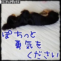 にほんブログ村 犬ブログ ミニチュアダックスフンドへ