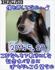 にほんブログ村 犬ブログ ミニチュアダックスフンドへ