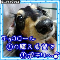 にほんブログ村 犬ブログ ミニチュアダックスフンドへ