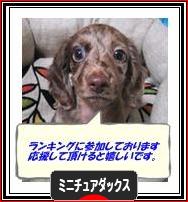 にほんブログ村 犬ブログ ミニチュアダックスフンドへ