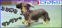 にほんブログ村 犬ブログ ミニチュアダックスフンドへ