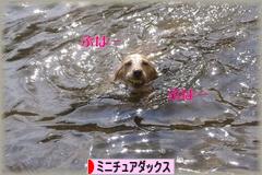 にほんブログ村 犬ブログ ミニチュアダックスフンドへ