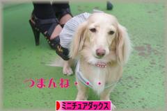 にほんブログ村 犬ブログ ミニチュアダックスフンドへ