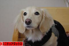 にほんブログ村 犬ブログ ミニチュアダックスフンドへ