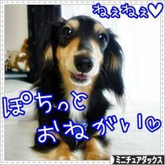 にほんブログ村 犬ブログ ミニチュアダックスフンドへ