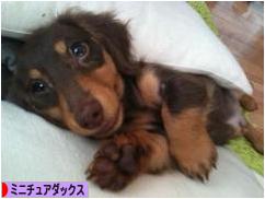 にほんブログ村 犬ブログ ミニチュアダックスフンドへ