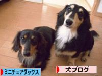 にほんブログ村 犬ブログ ミニチュアダックスフンドへ