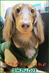 にほんブログ村 犬ブログ ミニチュアダックスフンドへ