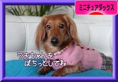 にほんブログ村 犬ブログ ミニチュアダックスフンドへ