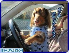 にほんブログ村 犬ブログ ミニチュアダックスフンドへ
