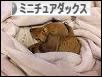 にほんブログ村 犬ブログ ミニチュアダックスフンドへ