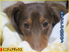 にほんブログ村 犬ブログ ミニチュアダックスフンドへ