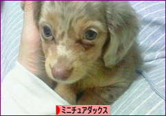 にほんブログ村 犬ブログ ミニチュアダックスフンドへ