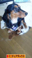 にほんブログ村 犬ブログ ミニチュアダックスフンドへ