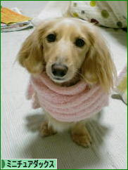 にほんブログ村 犬ブログ ミニチュアダックスフンドへ