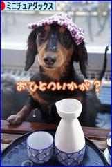 にほんブログ村 犬ブログ ミニチュアダックスフンドへ