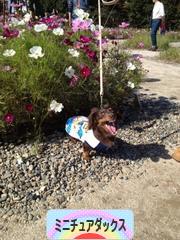 にほんブログ村 犬ブログ ミニチュアダックスフンドへ