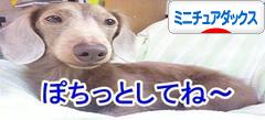 にほんブログ村 犬ブログ ミニチュアダックスフンドへ