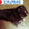 にほんブログ村 犬ブログ ミニチュアダックスフンドへ