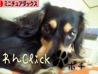 にほんブログ村 犬ブログ ミニチュアダックスフンドへ